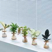 水培植物办公室桌面绿植，摆件室内发财树春羽水养，小盆栽净化空气花