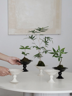 植物私生活苔藓球组合植物办公室卧室卫生间，懒人小型桌面盆栽
