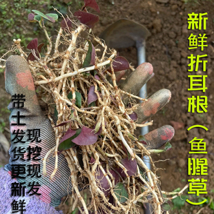 贵州折耳根新鲜鱼腥草下饭菜儿根鱼星草云南特产野菜节节商用折二