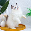 布偶猫幼猫纯种仙女猫，蓝眼睛海双蓝双活体，血统宠物猫深圳注册猫舍