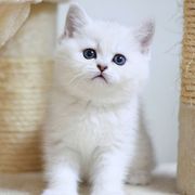 宠物猫咪活体英短银渐层幼猫白色幼崽银点小奶猫英国短毛猫银渐层