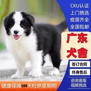 广州犬舍纯种边境牧羊犬幼犬边牧幼犬活体七白三通中型宠物狗