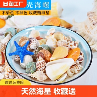 天然贝壳海螺海星diy装饰工艺品摆件幼儿园，礼物鱼缸造景海洋收藏