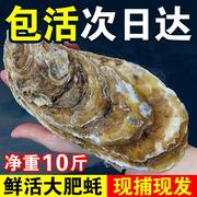 包活乳山生蚝鲜活牡蛎新鲜超大特大肉海蛎子10斤海鲜刺身即食水产