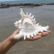 千手螺菊花螺天然海螺贝壳鱼缸，装饰品水族箱造景，地中海风格小摆件