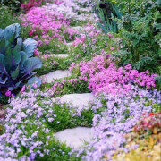 低矮耐寒芝种子福禄考，花籽花种四季室外北方阳台见土就活花种