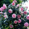 中大苗月季蔷薇玫瑰藤本欧月爬藤花苗植物，多季节开花庭院阳台绿植