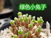 桌面可爱绿色小兔子碧光环多肉植物种子套餐盆栽室内趣味阳台容易