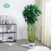 富贵竹人参苗大型绿植办公室内客厅观叶土培植物花卉净化空气