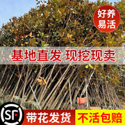 广玉兰花树苗带花苞，盆栽四季常青室外庭院，地栽绿化工程苗耐寒花卉