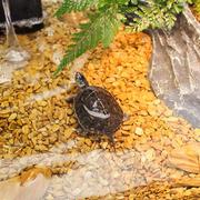 木纹石鱼缸(石鱼缸)装饰石子彩，石头鱼缸龟缸底砂铺底专用铺面造景石造景砂