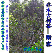 普洱茶生茶散茶乔木古树，茶纯料原产地，茶农自产自销2021年250克