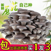 蘑菇种植包家种蘑菇黑平菇新鲜栽培菌棒盆栽食用菌蘑菇趣味阳台