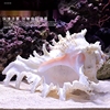 珊瑚海石花紫藤壶海盘车，鱼窝躲避鱼缸水族箱，造景海螺贝壳