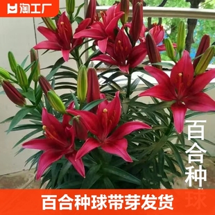 带芽香水百合种球四季种植盆栽室内阳台花卉绿植种子耐寒