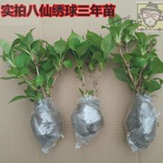 一年四季开花绿植室外绣球花苗盆栽花卉植物室内好养的花四季.