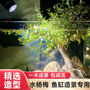 水杨梅植物鱼缸造景老桩摆件，乌龟缸观赏水培绿植，造景全套古法养鱼