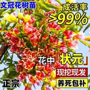 文冠花树苗浓香型盆栽室，内外阳台庭院，观赏花卉绿植好养多年生植物