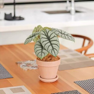 白犀牛海芋网红ins植物室内办公桌小型盆栽绿植观叶植物四季常青