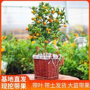 四季金桔带果子盆栽树可食客大盆橘子室用内无籽金桔阳台水果桔子