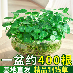 铜钱草小绿植水培植物水养，草籽花卉室内盆栽，金钱草四季好养活带叶