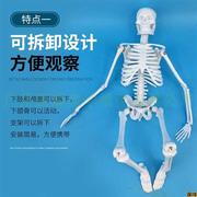经典款45cm人体骨骼模型可拆可H可摆造型小型人体骨架模型