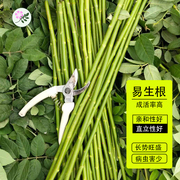 日本白花无刺蔷薇杆子枝条嫁接月季微月棒棒糖砧木容易扦插