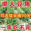 摘不败无架长豆角种子地豆不搭架长豇豆种籽四季庭院盆栽蔬菜种籽