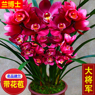 名贵兰花苗浓香型，大将军建兰室内盆栽，四季兰花卉阳台绿