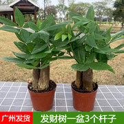 三杆发财树盆栽步步高招财水培植物室内客厅桌面小型花卉净化空气