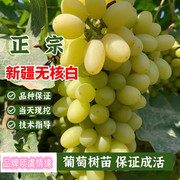 新疆无核白葡萄树苗盆栽无籽青提子马奶子葡萄苗地栽南方北方果树