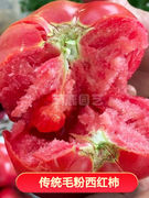 春季农家毛粉西红柿种子，番茄种子苗秧沙瓤番茄，盆栽四季蔬菜番茄苗
