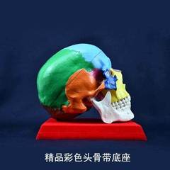 骷髅头骨模型人体脑部骨绘头模标本