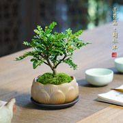 胡椒木盆栽迷你室内创意桌面小盆景办公室绿植好养四季清香木驱蚊