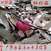 广西容县浪水天然野生正秋红菇孕妇月子红蘑菇红椎菌50克干货香菇