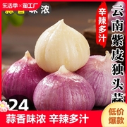 现挖2024云南独头蒜新鲜大蒜头紫皮独蒜湿红皮新干蒜5斤蔬菜