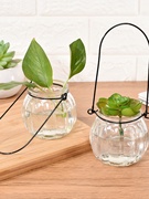 3个铜钱草玻璃花瓶观叶观根植物吊瓶子，水培植物容器水生水养绿萝