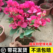 重瓣三角梅盆栽四季开花带花爬藤老桩种花苗阳台庭院绿化树苗