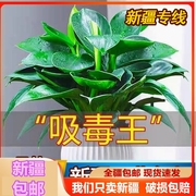 新疆西藏叶大金钻绿公主盆栽，水植物培客厅，绿办公室内花卉大全