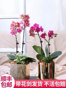 蝴蝶兰盆栽花卉观花植物室内好养易活四季开花的花阳台植物带花苞