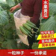 无刺水果黄瓜种子荷兰进口水果，黄瓜种籽小黄瓜乳瓜子种