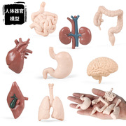儿童蒙特梭利早教教具仿真人体器官大脑心脏胃肠肺肝脏肾脏小模型
