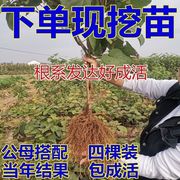 奇异果树苗软枣红心奇异果苗树南北方种植庭院特大果树盆栽果树苗