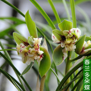 春兰多朵蝶兰花苗带花苞细叶，最香的盆栽绿植物室内四季名贵