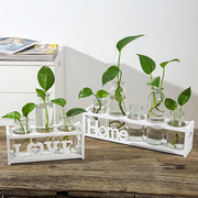 创意水培小花瓶透明玻璃，水养绿萝植物花盆，桌面装饰办公室摆件插花