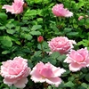 索菲罗莎月季花苗大花浓香，直立性粉色，玫瑰花盆栽花卉室内植物庭院