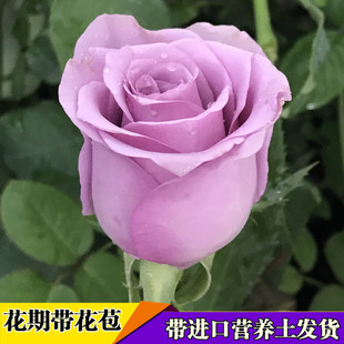 海洋之歌玫瑰花苗紫色切花月季苗，阳台庭院花卉，盆栽观花植物苗
