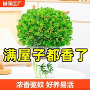 米兰花盆栽带花苞茉莉花室内四季开花九里香老桩盆景绿植好养驱蚊