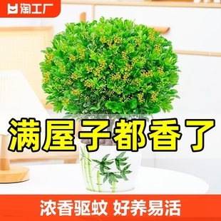 米兰花盆栽带花苞茉莉花室内四季开花九里香老桩盆景绿植好养驱蚊