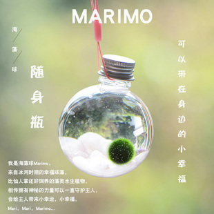 幸福海藻球marimo球藻，diy水培微景观生态，瓶创意桌面迷你植物